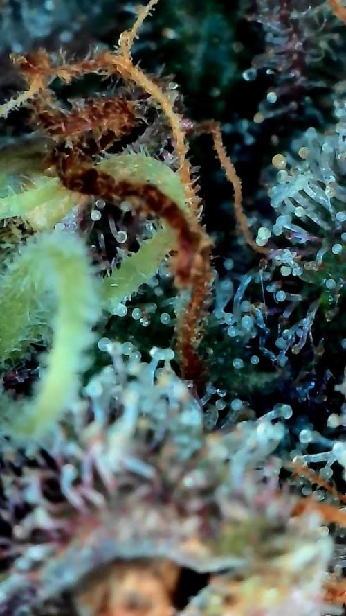 Paradise Pine(Paradise PunchxWTR). Week 16