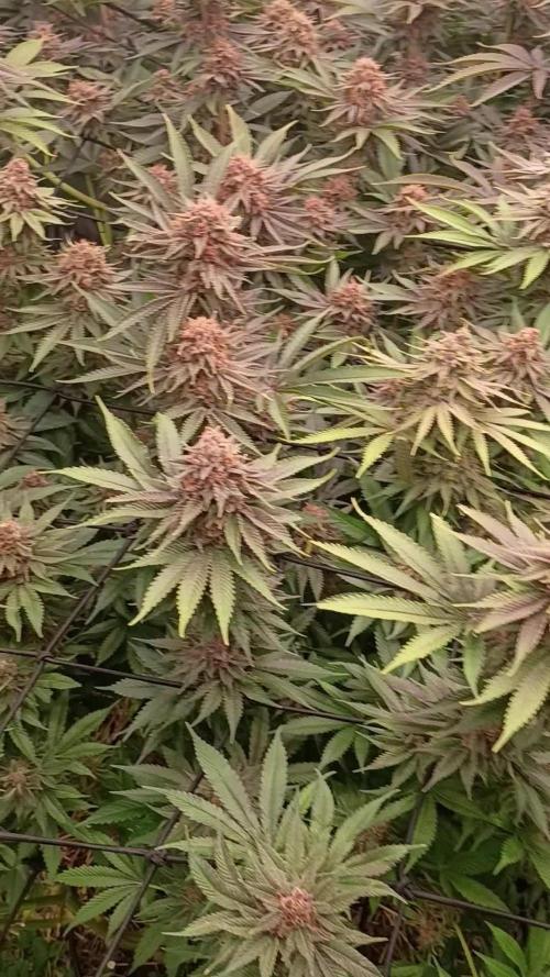 Paradise Pine(Paradise PunchxWTR)