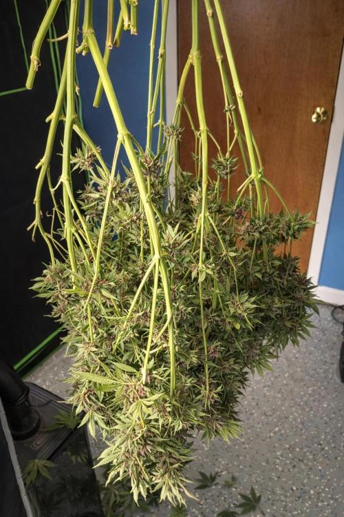Paradise Pine(Paradise PunchxWTR). Week 17
