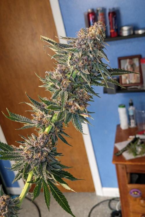 Paradise Pine(Paradise PunchxWTR). Week 17