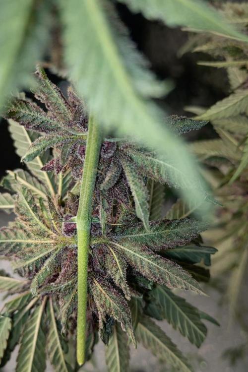 Paradise Pine(Paradise PunchxWTR). Week 17
