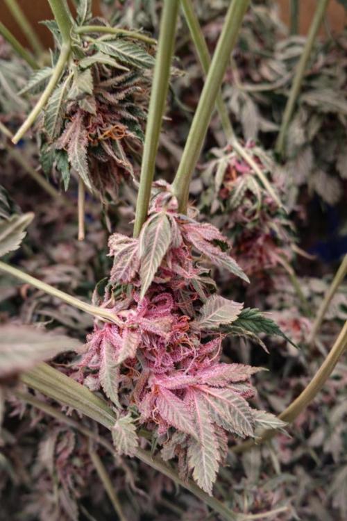 Paradise Pine(Paradise PunchxWTR). Week 17