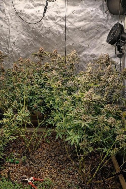 Paradise Pine(Paradise PunchxWTR). Week 17