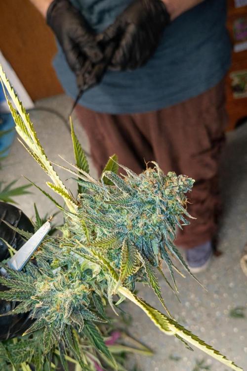 Paradise Pine(Paradise PunchxWTR). Week 17
