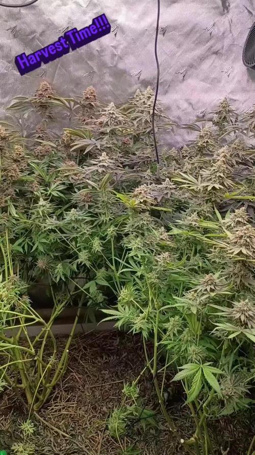 Paradise Pine(Paradise PunchxWTR)