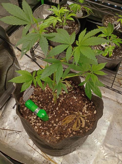 Paradise Pine Clones. Week 9