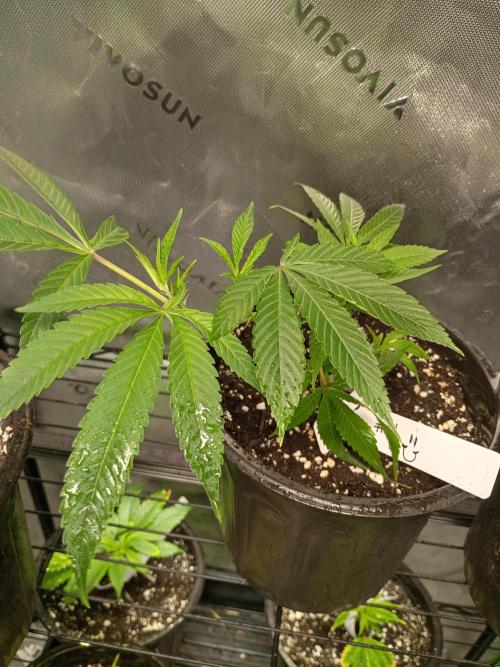 Paradise Pine Clones. Week 9