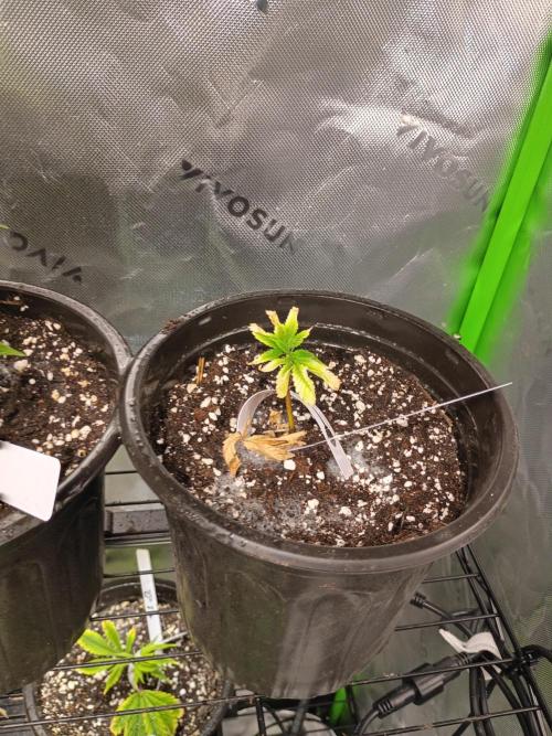 Paradise Pine Clones. Week 9