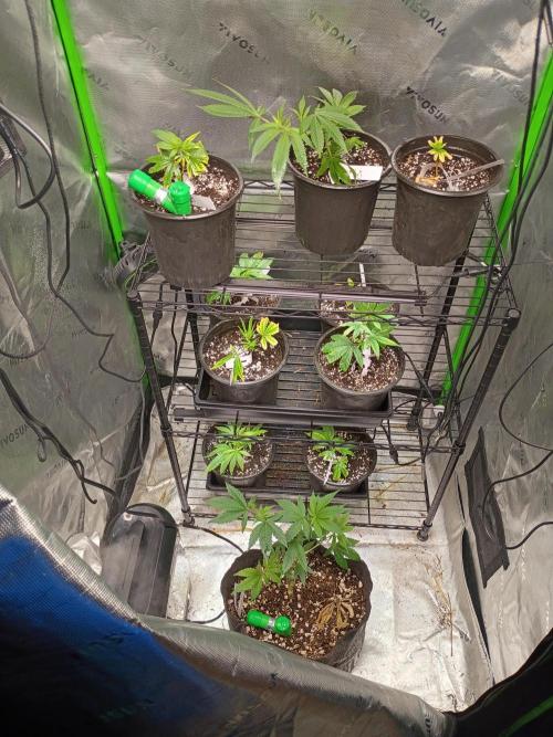 Paradise Pine Clones. Week 9