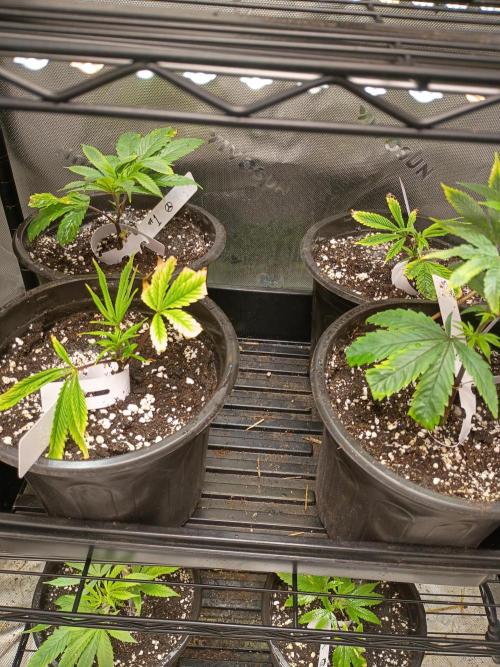 Paradise Pine Bears Cut #1. Week 1