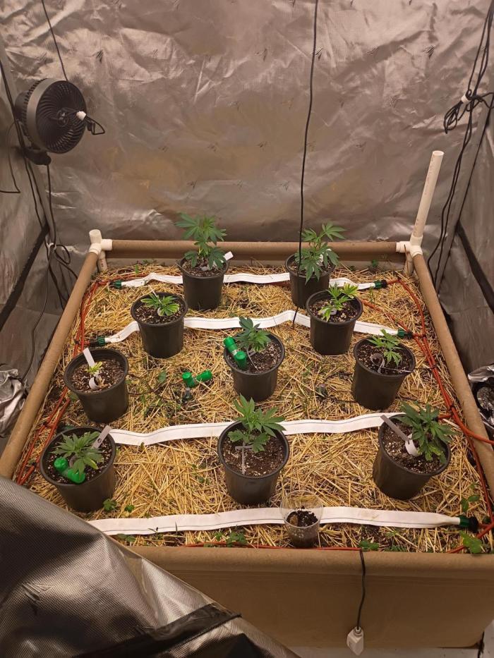 Paradise Pine Bears Cut #1. Week 2