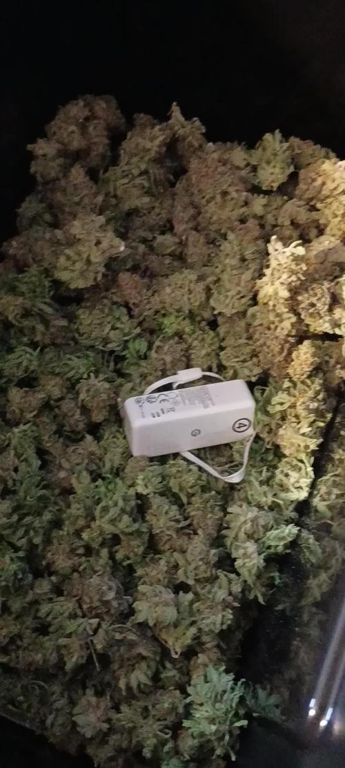 Paradise Pine(Paradise PunchxWTR)