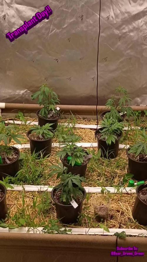 Paradise Pine Bears Cut #1