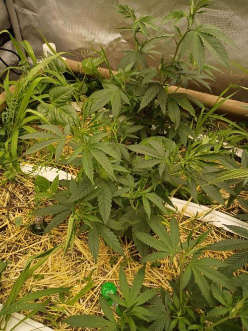 Paradise Pine Bears Cut #1. Week 4