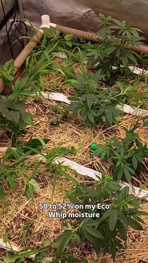 Paradise Pine Bears Cut #1