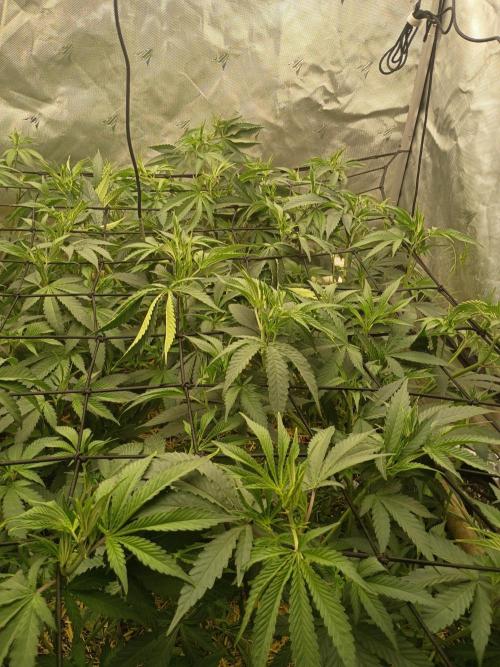 Paradise Pine Bears Cut #1. Week 5