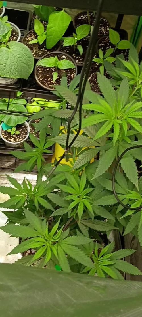 Paradise Pine Clones