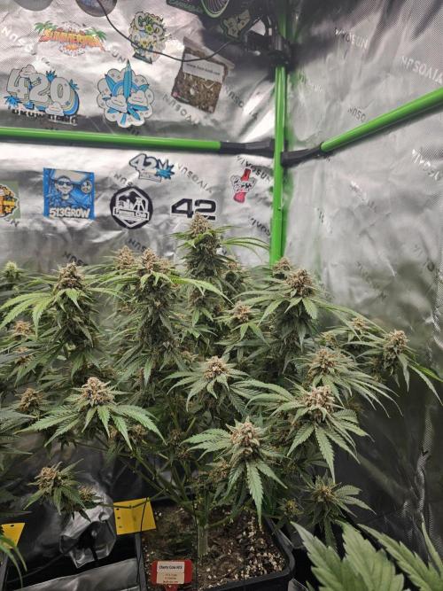 513Grow. Week 9