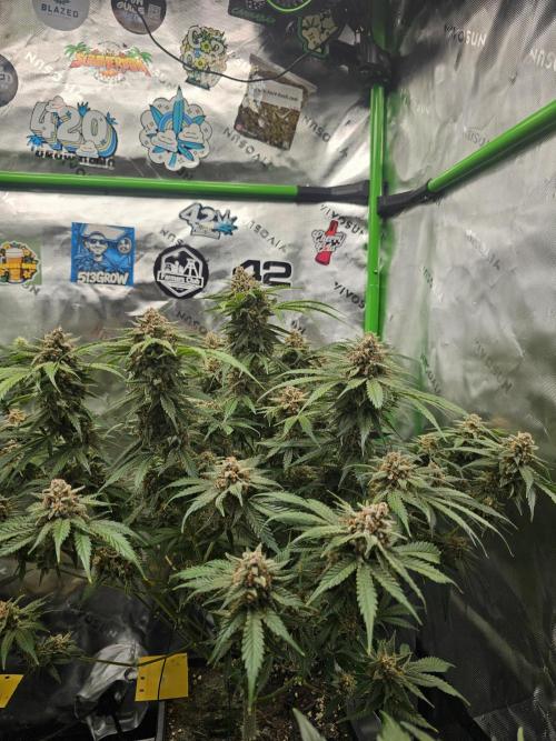 513Grow. Week 9