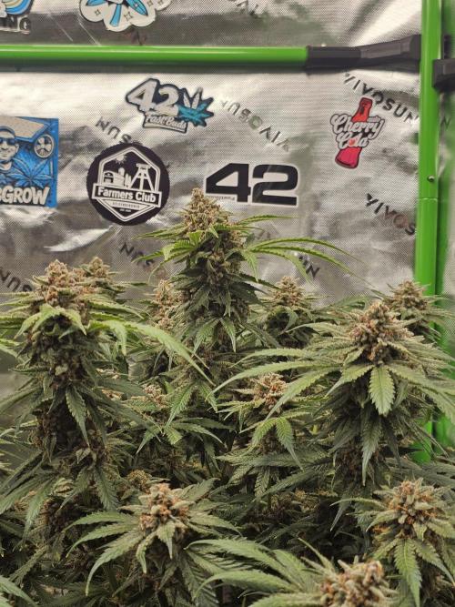 513Grow. Week 9