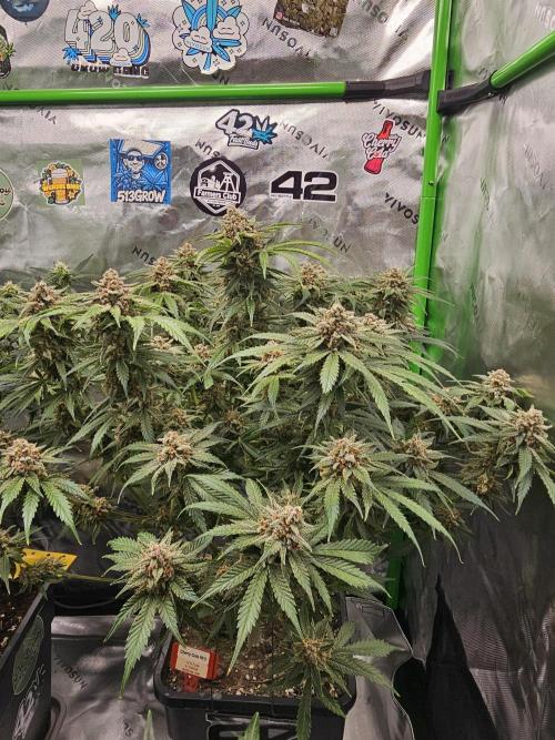 513Grow. Week 9