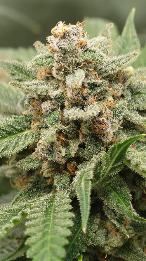 513Grow. Week 9