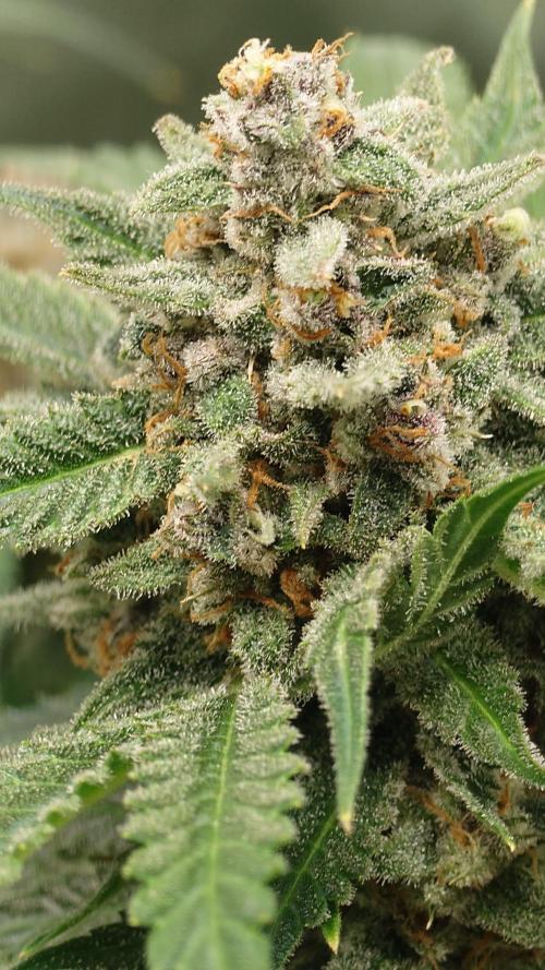 513Grow. Week 9