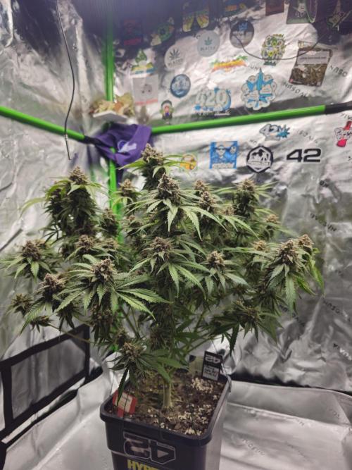 513Grow. Week 10