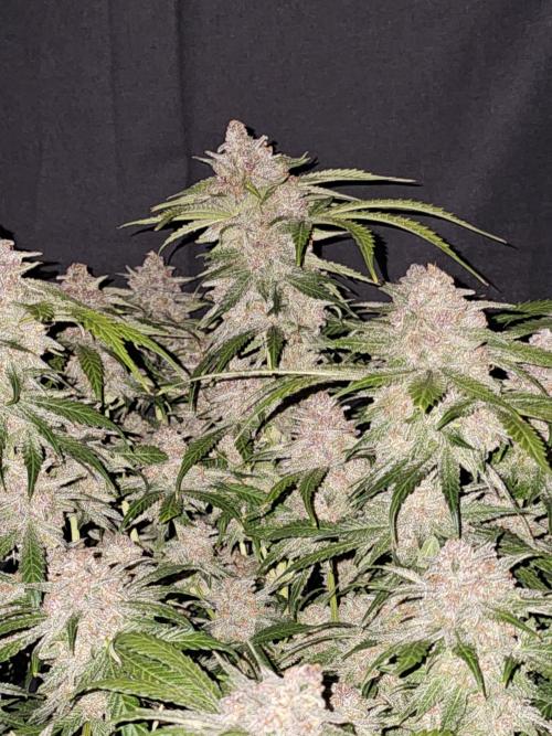 513Grow. Week 10