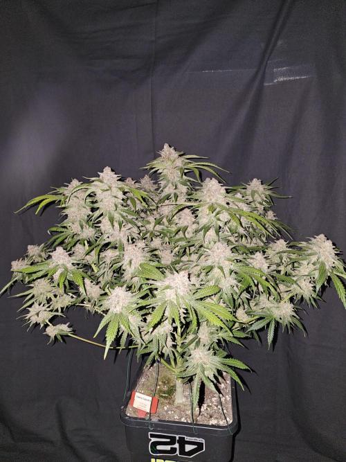 513Grow. Week 10