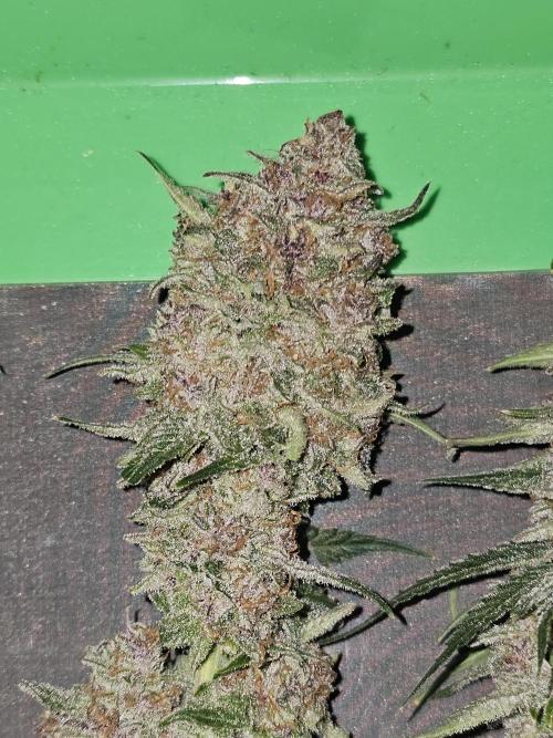 513Grow. Week 10