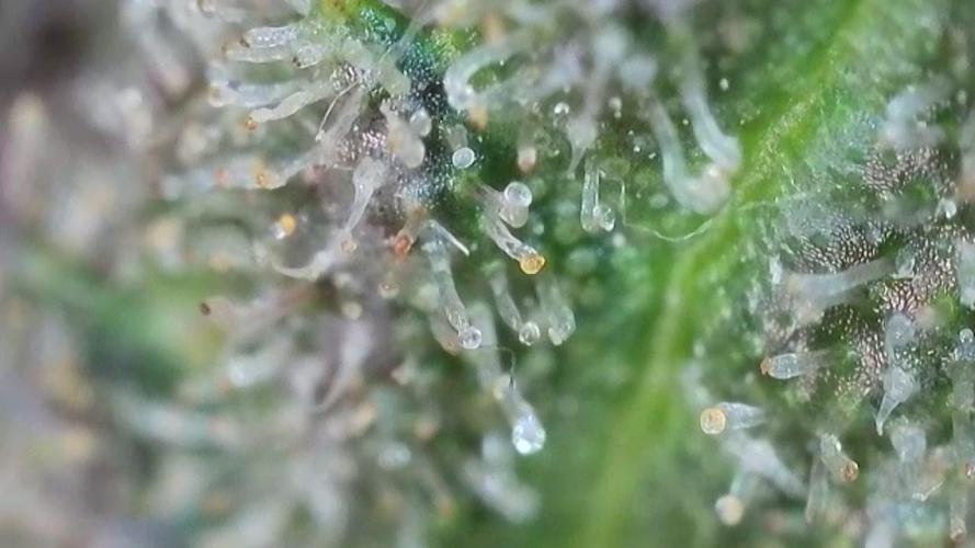 513Grow. Week 10