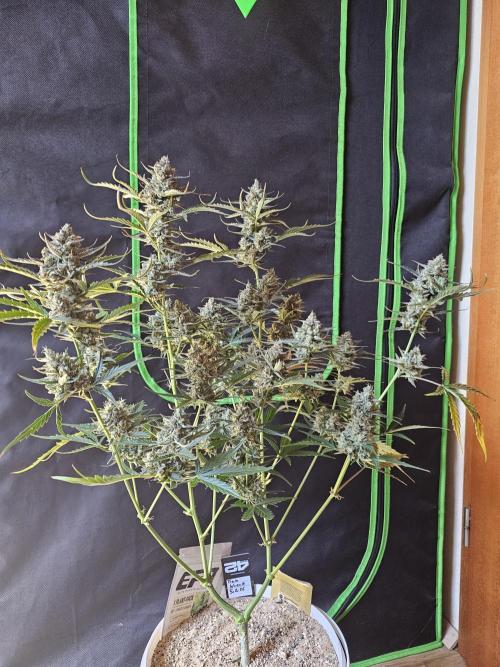 513Grow. Week 10