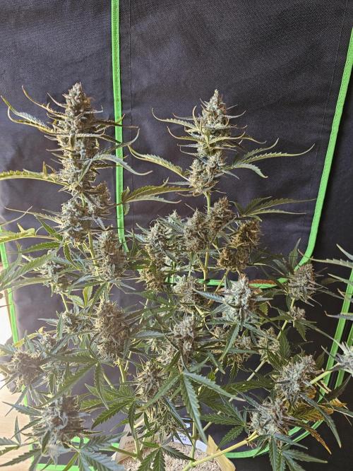 513Grow. Week 10