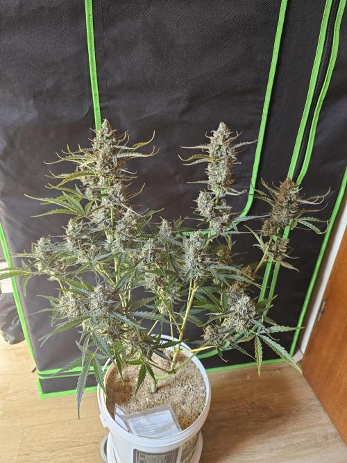 513Grow. Week 10