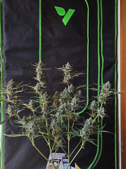 513Grow. Week 10