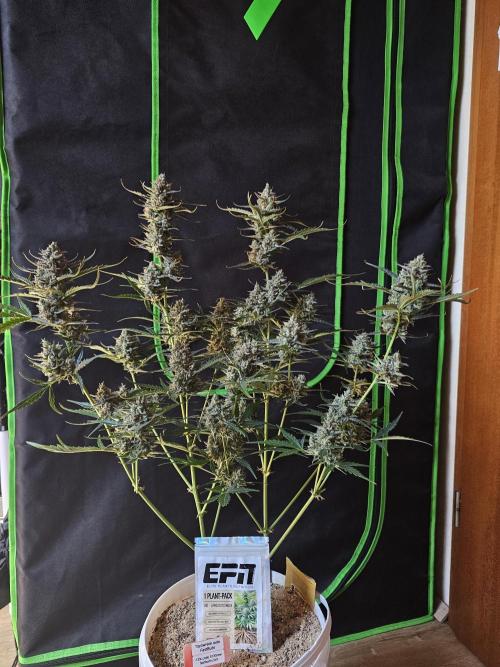 513Grow. Week 10