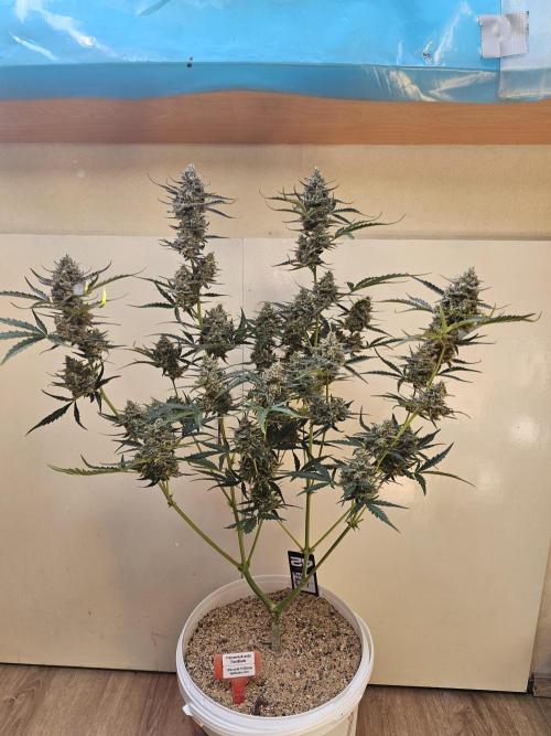513Grow. Week 10