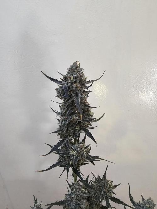 513Grow. Week 10