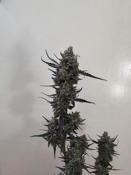513Grow. Week 10