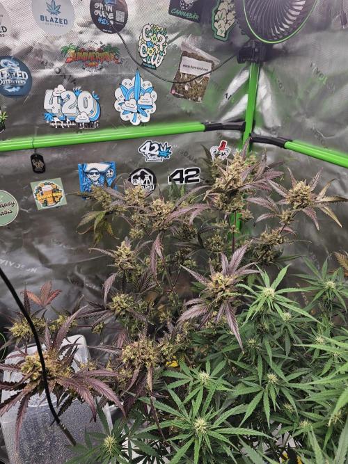 513Grow. Week 10