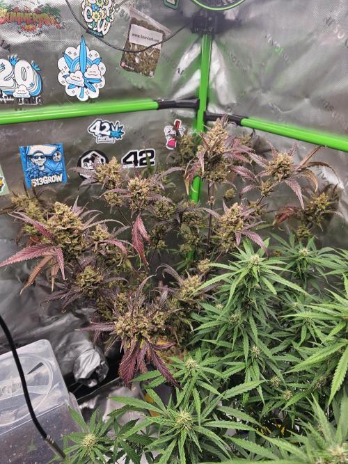 513Grow. Week 10
