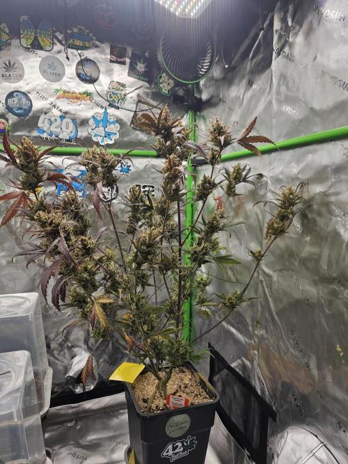 513Grow. Week 10