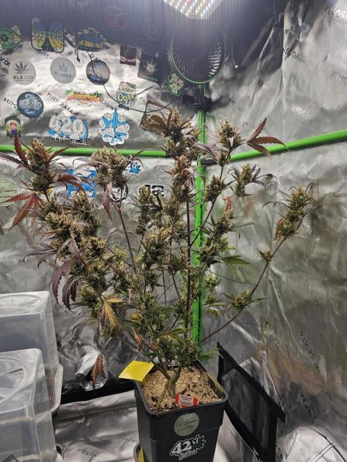 513Grow. Week 10