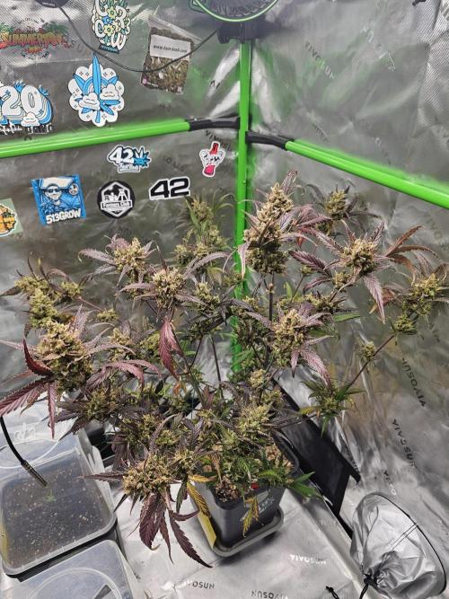 513Grow. Week 10