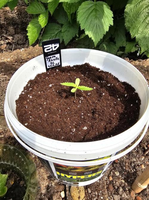 513Grow Outdoor. Week 0
