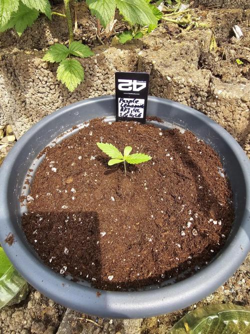 513Grow Outdoor. Week 0