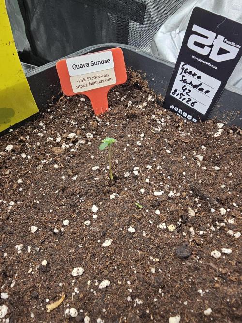 513Grow. Week 0
