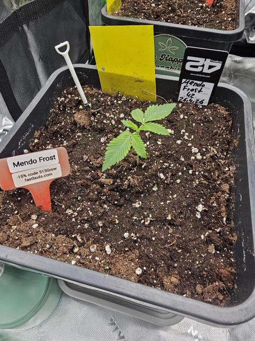 513Grow. Week 0