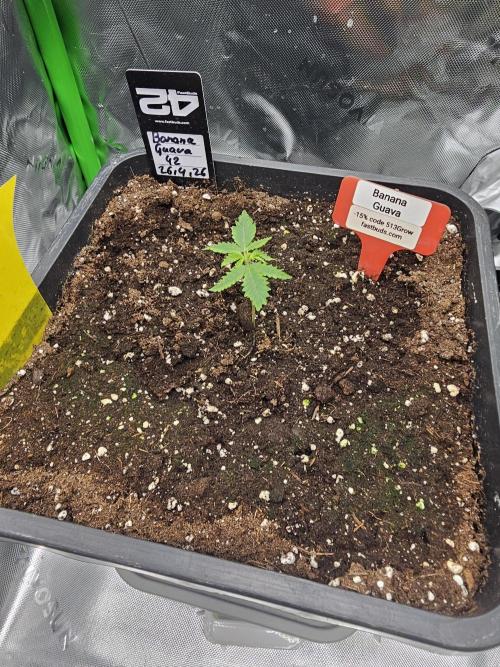 513Grow. Week 0